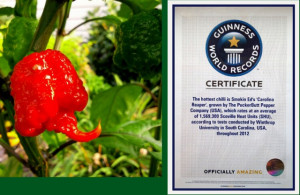 Carolina Reaper!! Guinness  World Records peperoncino più piccante al Mondo 2016. Piccantezza: 10/10++++ - Img 2