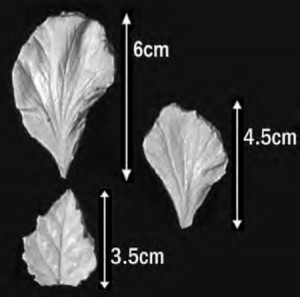 Ibisco Petali e Foglie stampi in silicone 