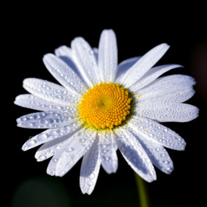 stampo Margherita