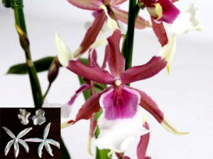 Stampo Orchidea Cambria