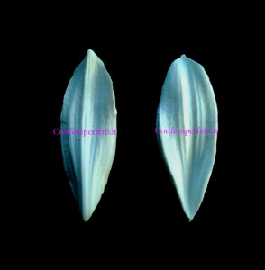 petali giglio in silicone per il cake design