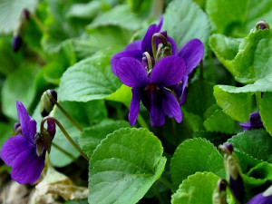 Foglie Viola. 3 Venatori in silicone per decorazioni con la pasta di zucchero