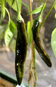 Peperoncino Pasilla Bajio. Piccantezza: 3/10