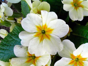Primula Stampi per il cake design