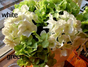Gardenia. Set 3 Stampi espulsione Tagliapasta di varie misure. - Img 4