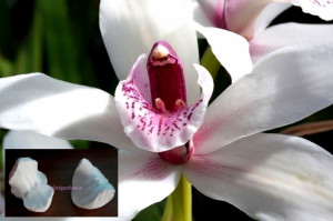 Orchidea Colonna Centrale