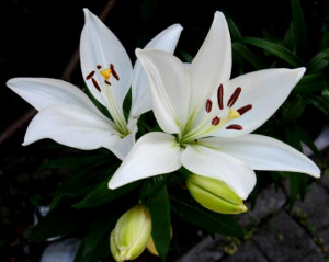 Petalo 11 cm Giglio Stargazer. 2 stampi in silicone 