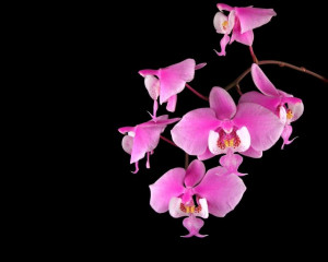 Petalo Orchidea frilled per il cake design