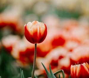 Tulipani Fragranza Per Candele