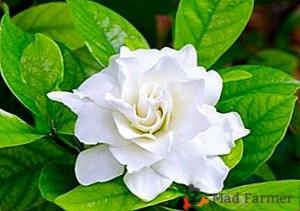 Gardenia. Set 3 Stampi espulsione Tagliapasta di varie misure. - Img 1