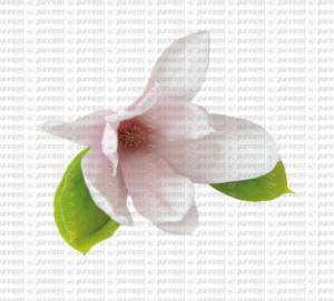 stampo silicone petalo Magnolia con cutter in metallo per decorazioni dolci
