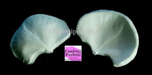 Petalo Orchidea Phalaenopsis Moth. 2 Venatori in silicone