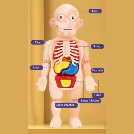 Joc Educativ Corpul Uman - 3 | YEO