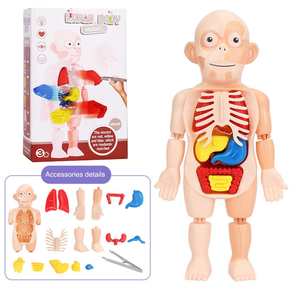 Joc Educativ Corpul Uman
