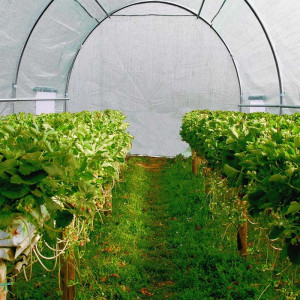 Sera tip tunel pentru gradina, 6x3x2 m, folie pe 140g/mp, filtru uv4, ferestre - Img 2