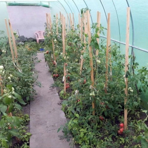 Folie protectie pentru solar 4x2.5x2 m, 8 ferestre cu plase anti-insecte, pe 140g/mp, verde - Img 9