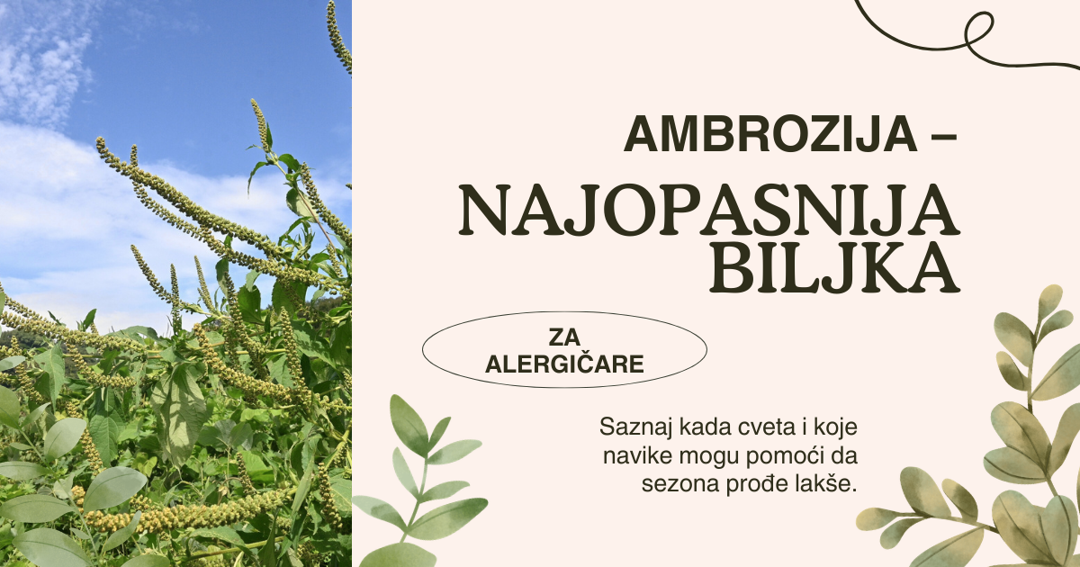 Ambrozija – kako prepoznati najopasniju biljku za alergičare