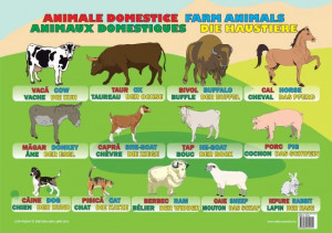 Plansa Animale Domestice