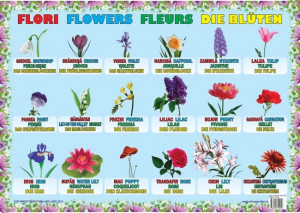 Plansa Flori