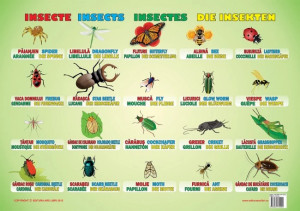 Planșa Insecte