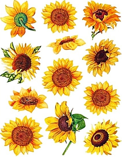 Sticker pentru geam, floarea soarelui, 30 x 38 cm