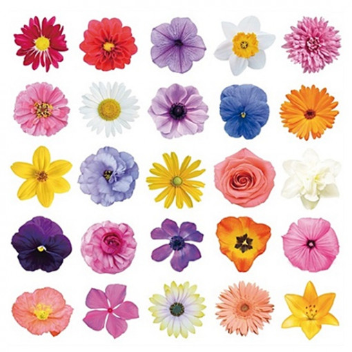 Sticker geam – flori colorate, individuale, 25 buc., 30 x 33.5 cm