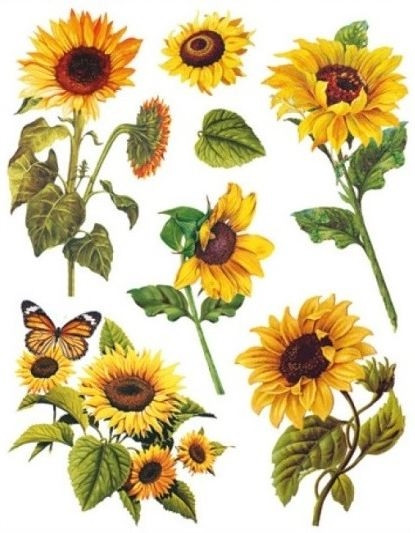 Autocolant static pt. fereastra - fluture si floarea soarelui (38x30 cm)