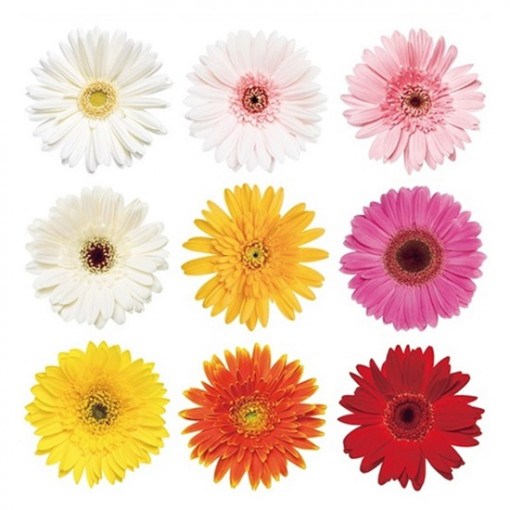Sticker geam – flori de gerbera colorate, 9 buc., 30 x 33.5 cm