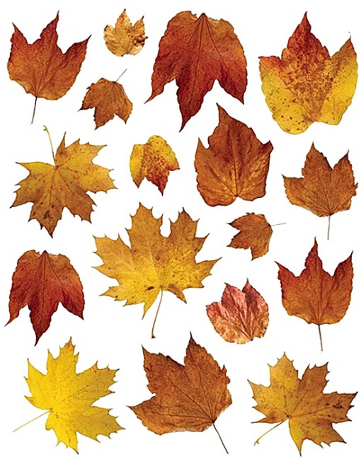 Sticker geam cu frunze toamna inrosite, 30 x 33.5 cm