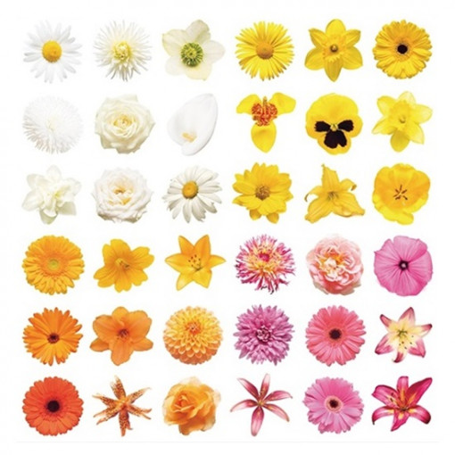 Sticker geam – flori albe, galbene, portocalii si roz, 36 buc., 30 x 33.5 cm