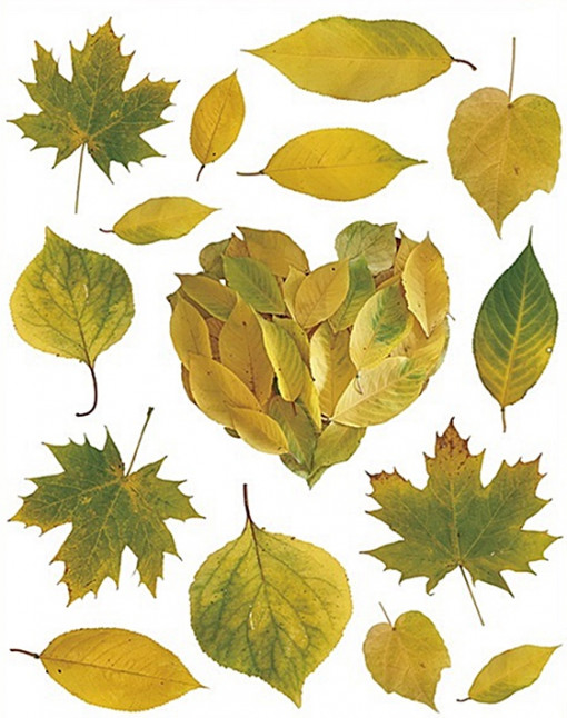 Sticker geam cu frunze toamna ingalbenite cu nuante verzui, 30 x 33.5 cm