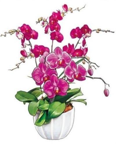 Sticker pentru geam, Orhidee rosie in ghiveci, 36 x 27 cm