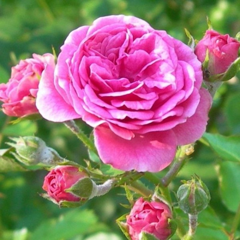 The Story of Roses