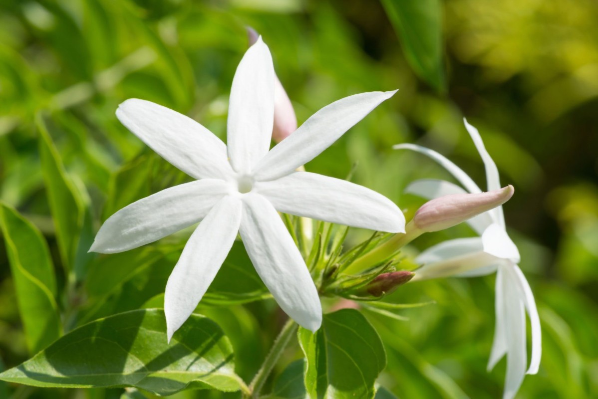 Jasminum Officinale (Jasmine): Properties, Benefits, and Uses