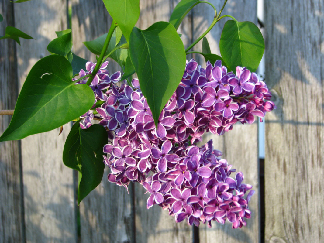 Povestea liliacului