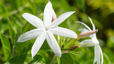 Jasminum Officinale (Jasmine): Properties, Benefits, and Uses