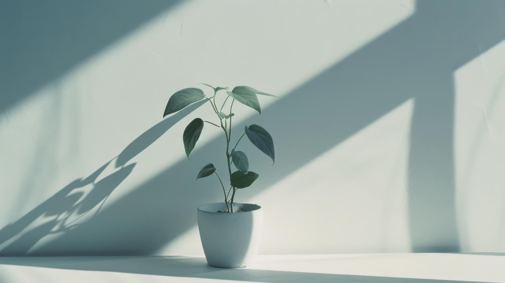 lumina naturala pe o planta