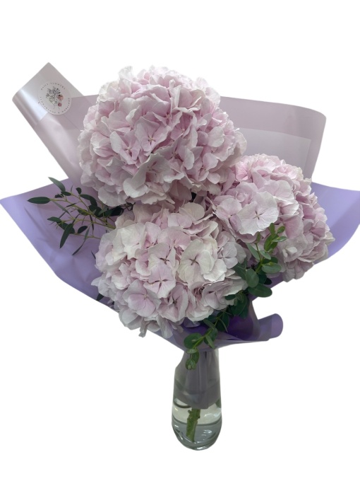 Hortensii roz premium