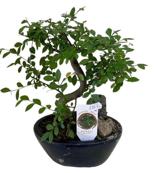 Bonsai