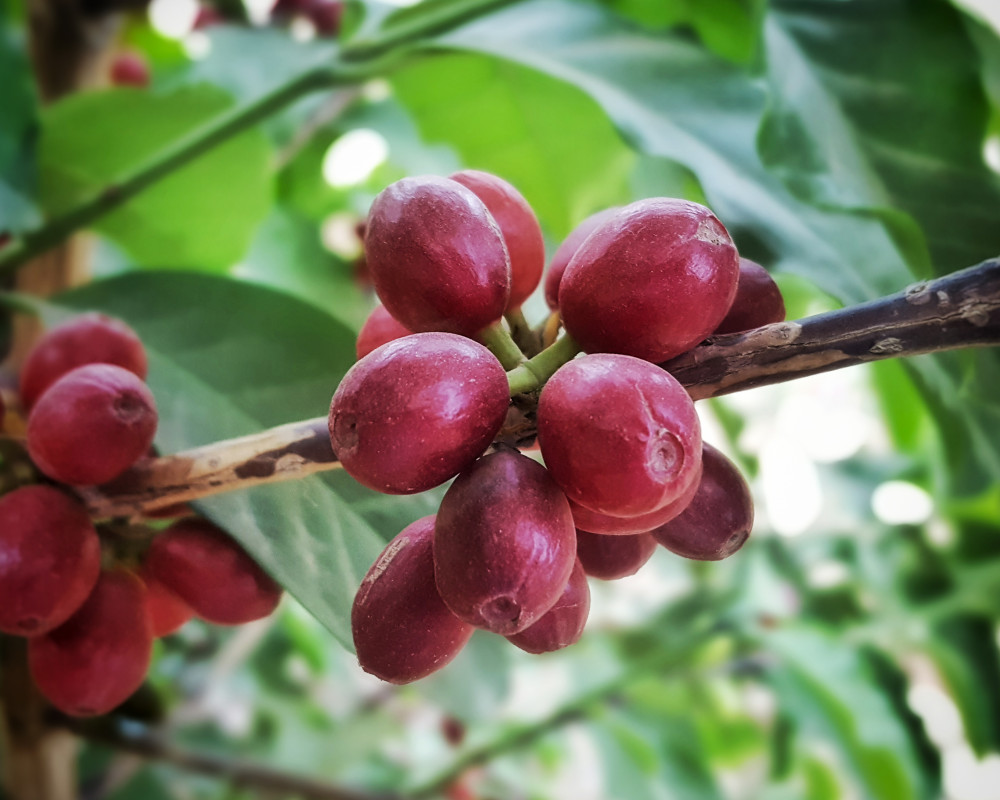 TYPICA SI BOURBON VARIETATI DE CAFEA - ISTORIE