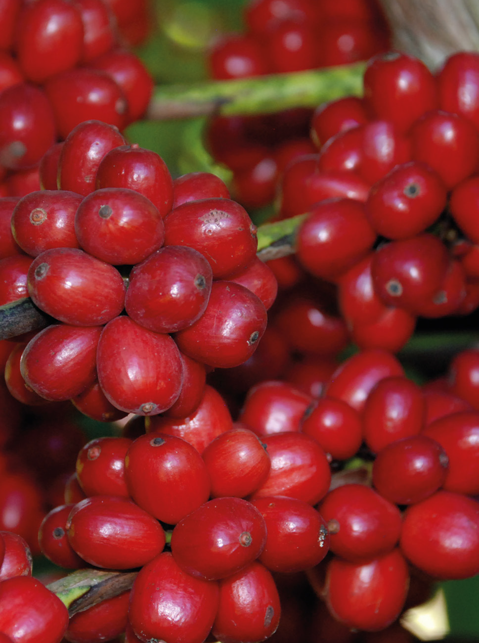 Despre cafeaua Conilon sau cafeaua Robusta din Brazilia, clasificari