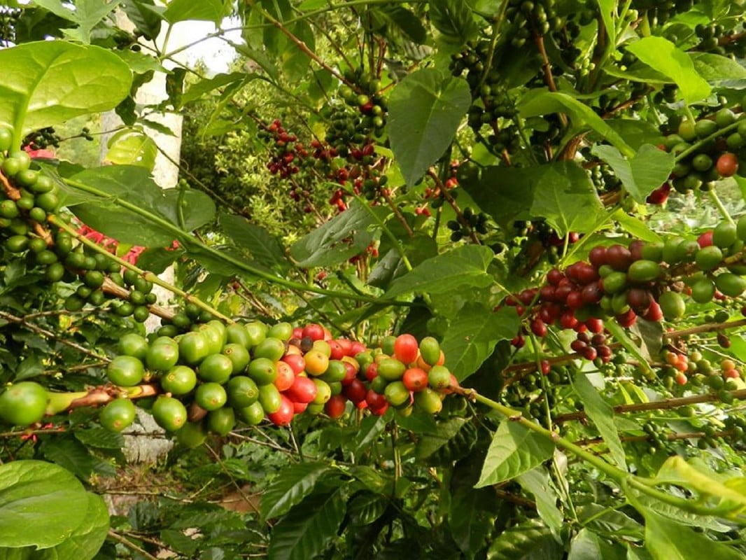 VARIETATI DE CAFEA ARABICA - de la salbaticie la adaptare si hibritizare.