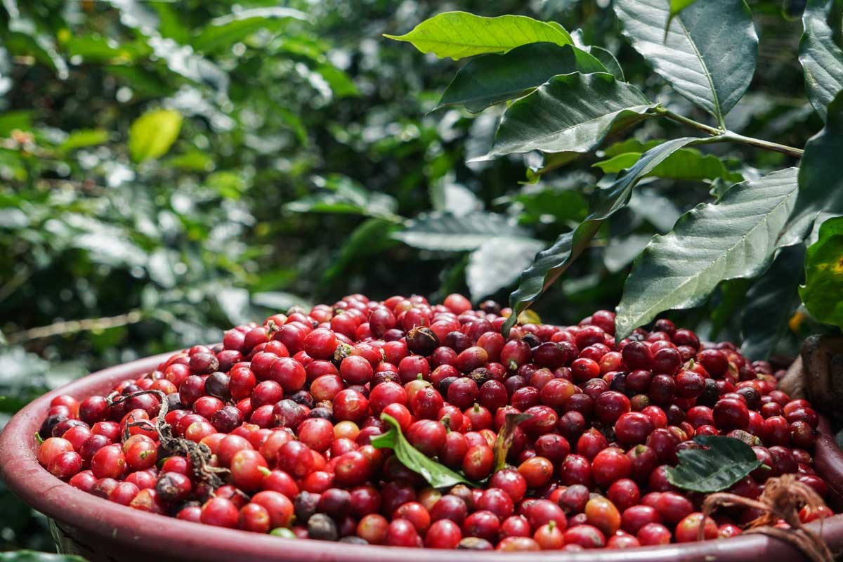 CAFELE RARE #COFFEE RARITIES