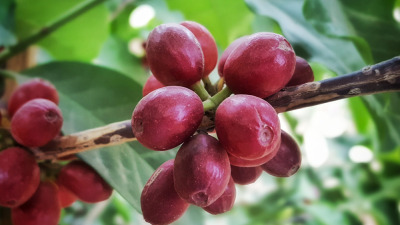 TYPICA SI BOURBON VARIETATI DE CAFEA - ISTORIE