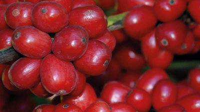 Despre cafeaua Conilon sau cafeaua Robusta din Brazilia, clasificari