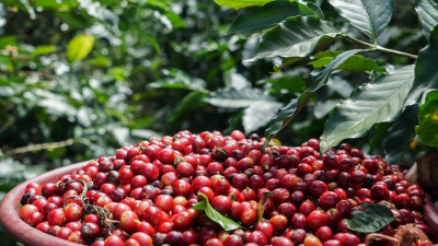 CAFELE RARE #COFFEE RARITIES