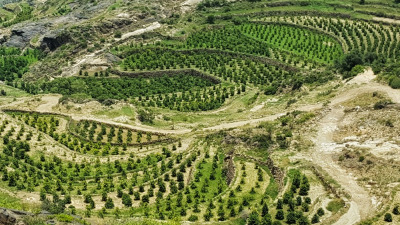 MOCHA YEMEN - cafeaua de pe cele mai vechi plantatii din lume
