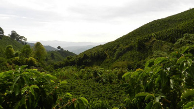 BRAZILIA cel mai mare producator de cafea mondial si putina istorie a cafelei din MOGIANA