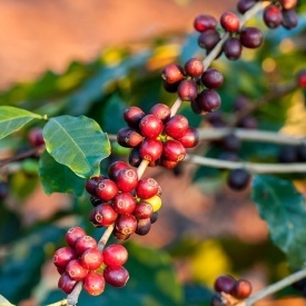 Cafea de specialitate prajita boabe BRAZIL MOGIANA ARABICA 250g - Img 3