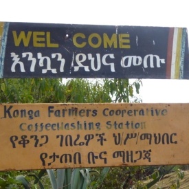 Cafea de specialitate prajita boabe ETHIOPIA naturala (nesplata) Konga Yirgacheffe 500g - Img 2